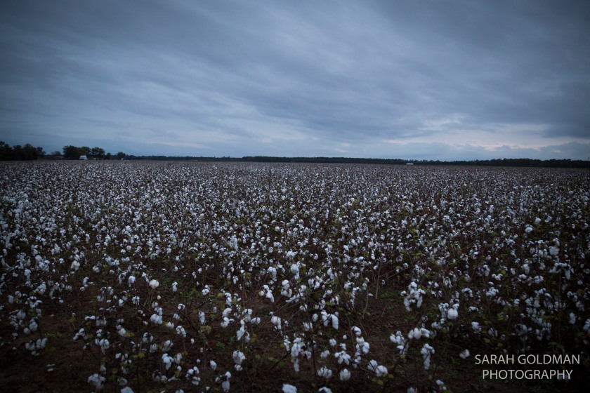 cotton field in south carolina