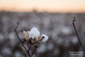 cotton field mini sessions charleston (96)